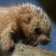 Photo: AP, this baby porcupine lives in Frankfurt, Germany.